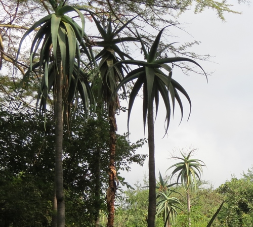 Aloe ballyi