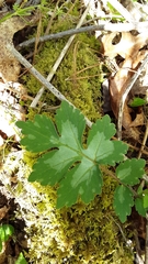 Hydrophyllum appendiculatum