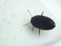 Dytiscoidea
