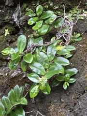Veronica obtusata, photograph author not stated, no rights reserved
