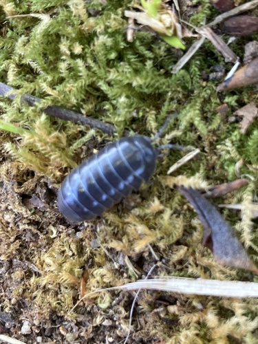 Common Pill Woodlouse