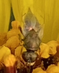 Pteromalini