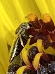 Pteromalini