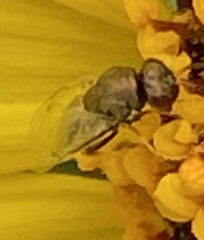 Pteromalini