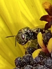 Pteromalini