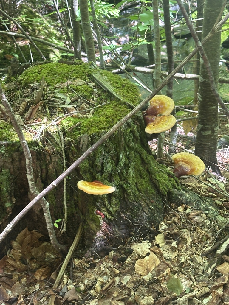 hemlock varnish shelf · June 2026 · photo: Photo: (c) Jaime McGuigan, some rights reserved (CC BY) · iNaturalist