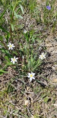 Sisyrinchium albidum