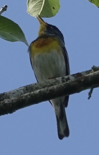 Northern Parula