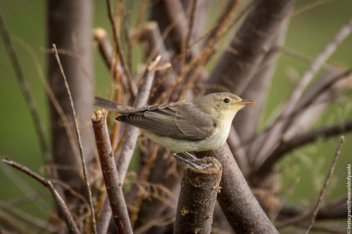 Paprastoji tošinukė nuotrauka