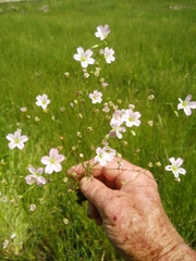 Eremogone minuartioides