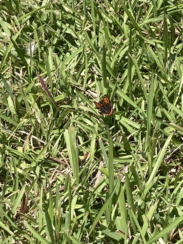 Small Copper