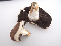 Agaricus megalocarpus