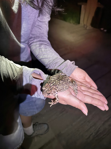 iNaturalist observation photo of Western Toad