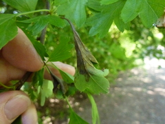 Monilinia johnsonii