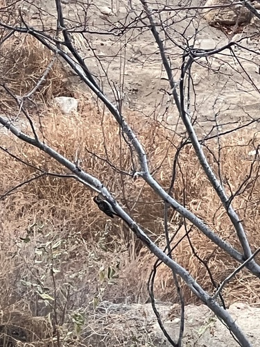 Ladder-backed Woodpecker
