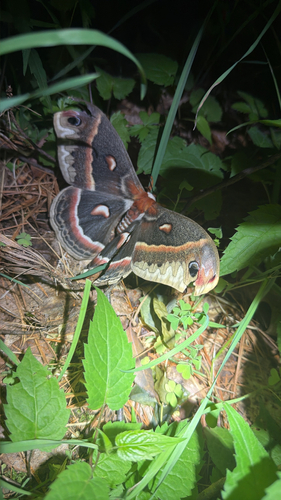 Cecropia Moth, photographed at Kingfisher Hollow
