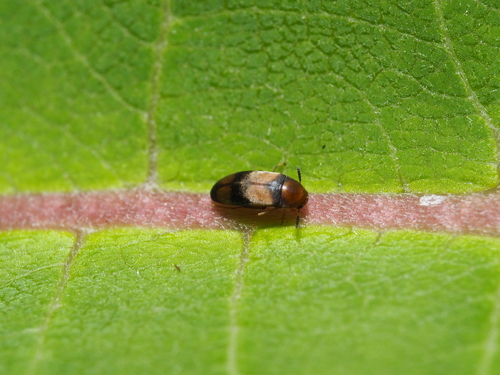 Pentaria trifasciata