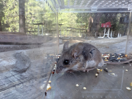 iNaturalist observation photo of Gambel's Deer Mouse
