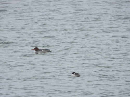 Bufflehead