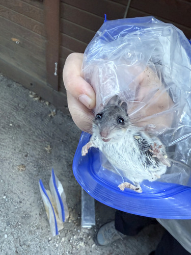 iNaturalist observation photo of Gambel's Deer Mouse