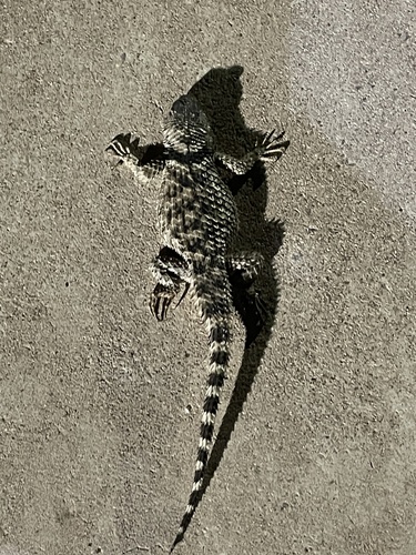 Crevice Spiny Lizard