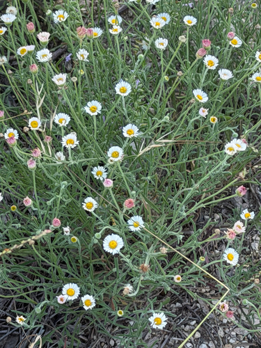 Plains fleabane