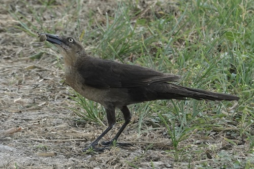 Great-tailed Grackle