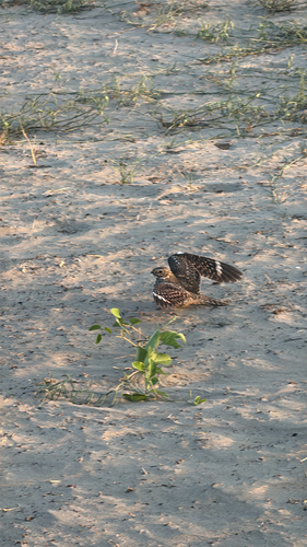 Lesser Nighthawk