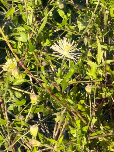 Old Man's Beard Clematis