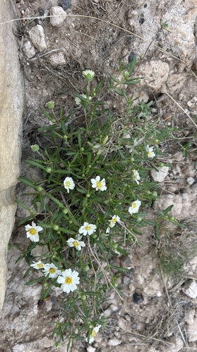 blackfoot daisy