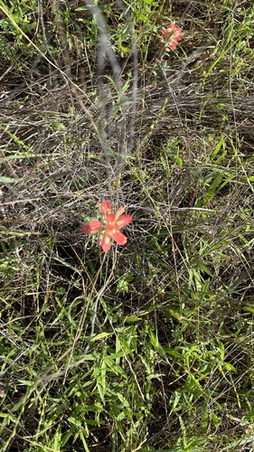Texas Paintbrush