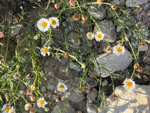 Plains fleabane