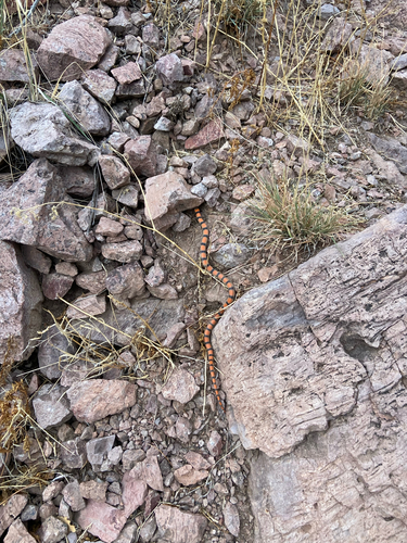 Ground Snake
