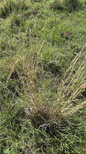 broomsedge bluestem