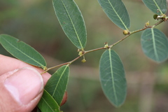Phyllanthus sellowianus