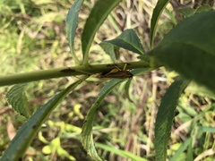 Conocephalus nigropleurum