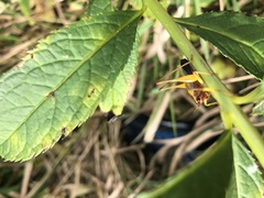 Conocephalus nigropleurum