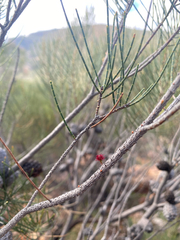 (c) krumpianking, some rights reserved (CC BY) Allocasuarina muelleriana, photograph (c) krumpianking, some rights reserved (CC BY)
