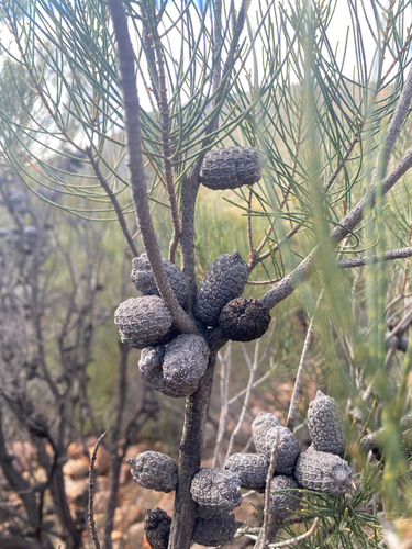 Allocasuarina muelleriana, photograph 6