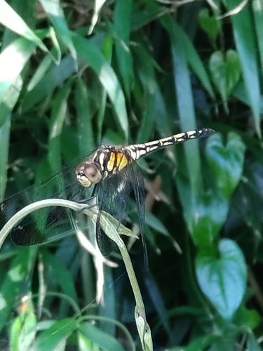 Sympetrum infuscatum