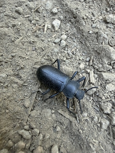 iNaturalist observation photo of Serrated Darkling Beetle