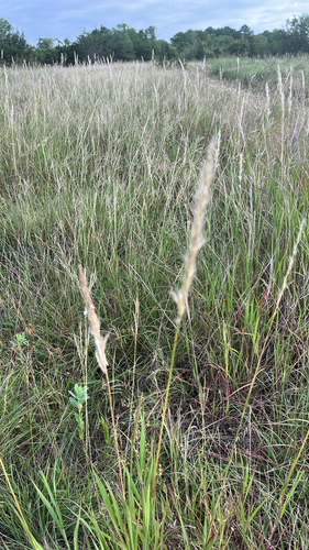 silver bluestem