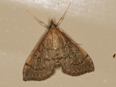 Metasia dicealis