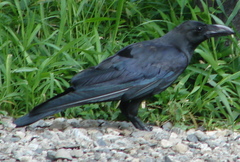 Corvus macrorhynchos japonensis