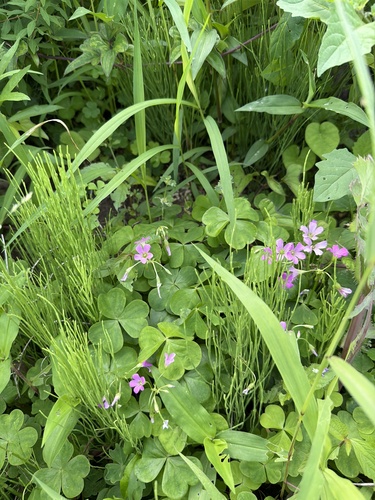 Largeflower pink-sorrel