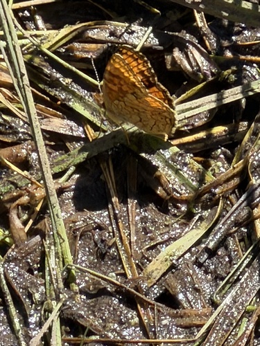 iNaturalist observation photo of Mylitta Crescent