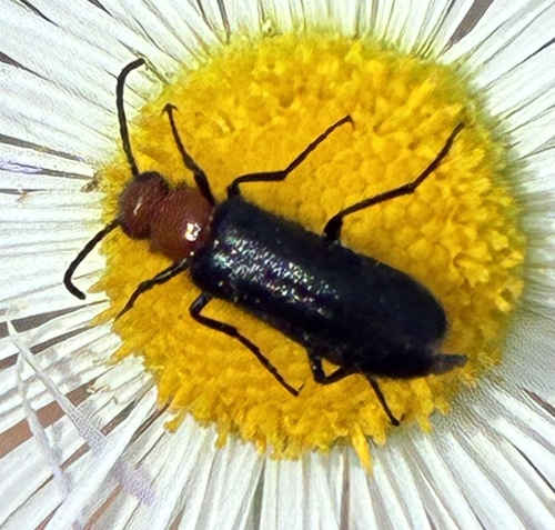 Nemognatha nigripennis