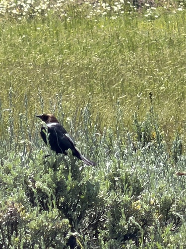 iNaturalist observation photo of Brown-headed Cowbird