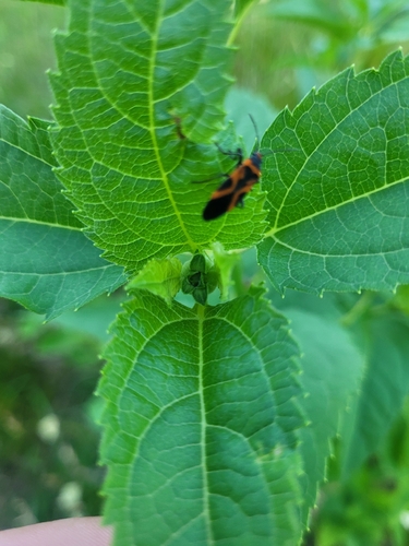 False Milkweed Bug