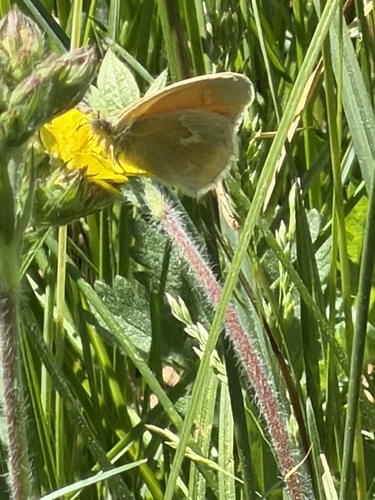 iNaturalist observation photo of Common Ringlet